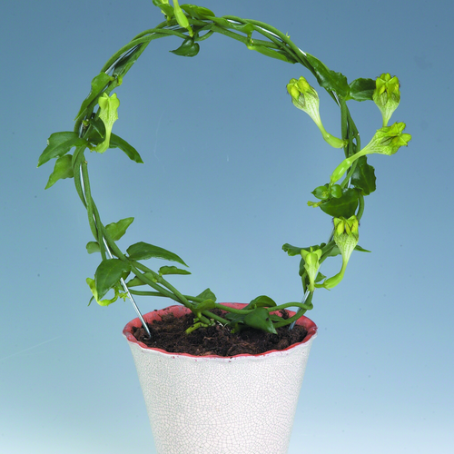 Image of Ceropegia monteroie