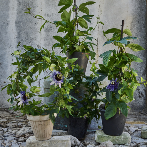 Passiflora Passifloraceae (440629)