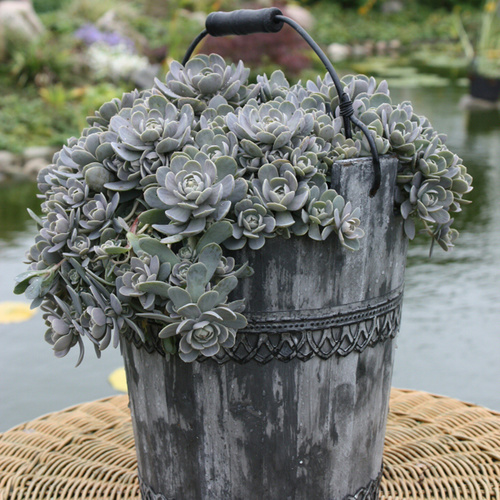 Image of Orostachys iwarenge