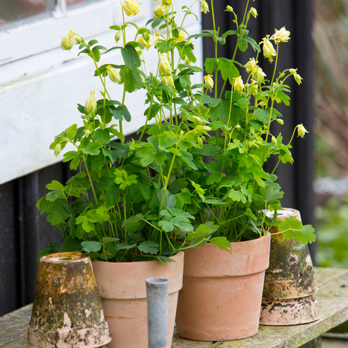 Image of Aquilegia flabellata