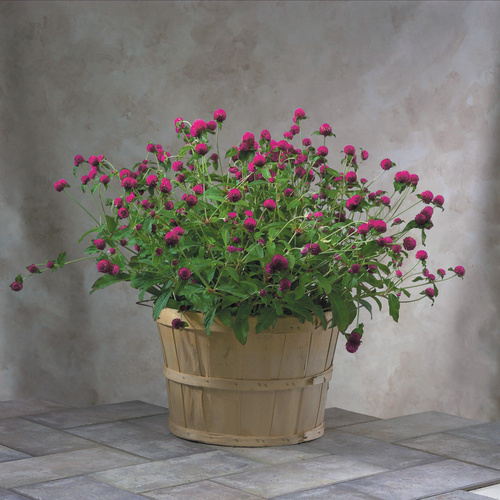 Image of Gomphrena globosa