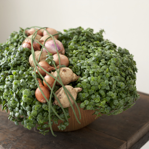 Image of Callisia repens