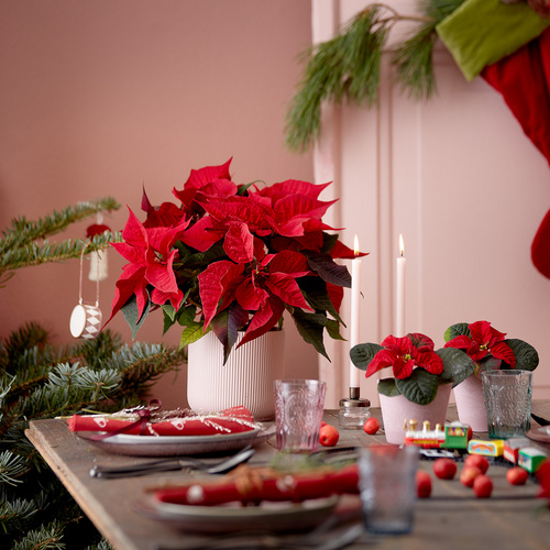 Euphorbia Euphorbiaceae (375220)