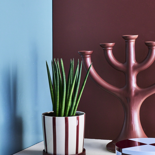 Sansevieria Agavaceae (442049)