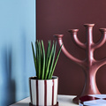 Feldborg_-_Grass_os_Steel_Sansevieria__4_.jpg