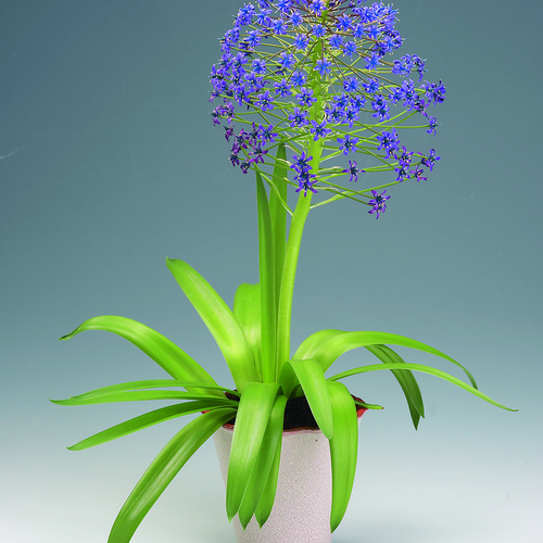 Image of Scilla peruviana