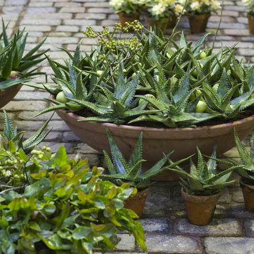 Aloe Asphodelaceae (6418)