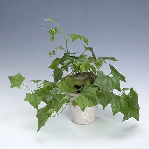 gerrardanthus macrorhizus Gerrardanthus Cucurbitaceae (9824)