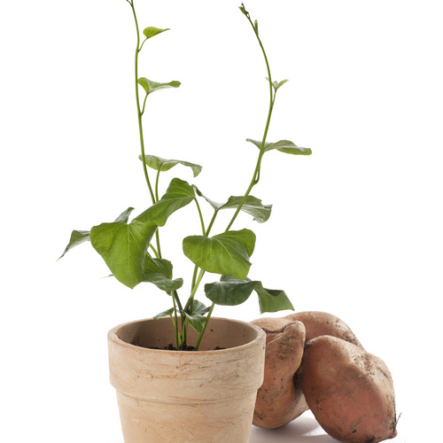 Image of Ipomoea batatas