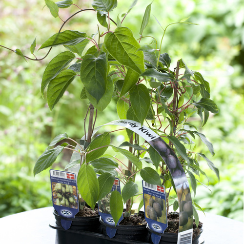 Image of Actinidia arguta