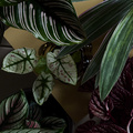 Image of Calathea sanderiana