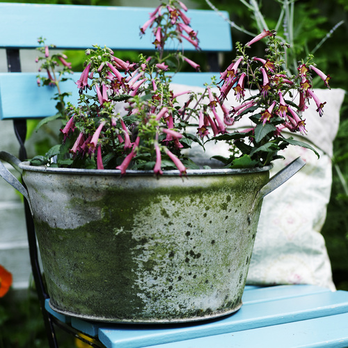 Image of Phygelius aequalis