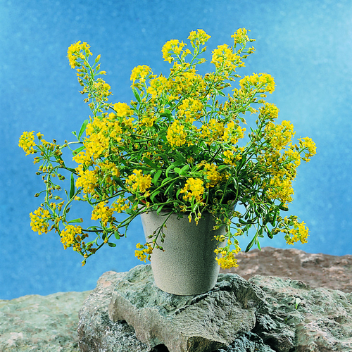 Image of Alyssum montanum