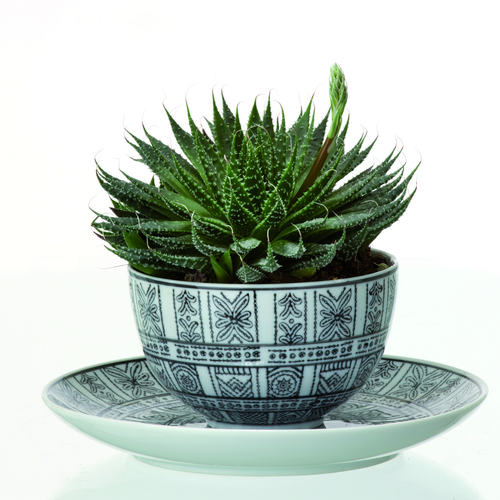 Aloe Asphodelaceae (6391)