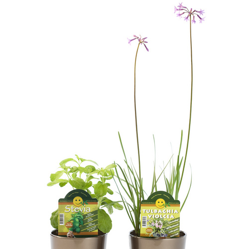 Image of Stevia rebaudiana