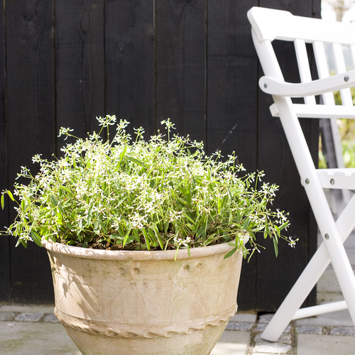 20100428WF9R7015 Image of Euphorbia leucocephala
