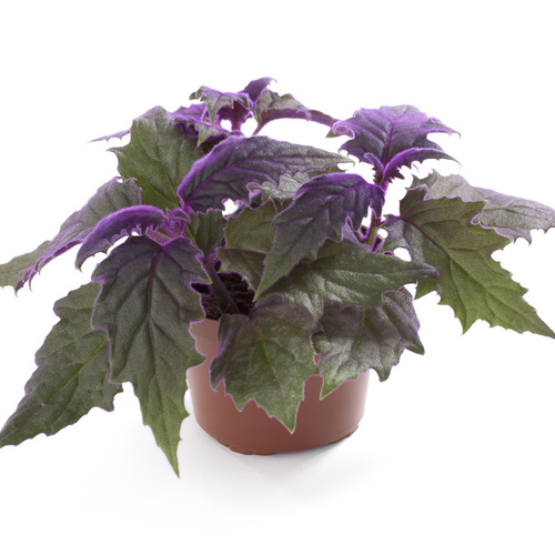 Gynura Compositae (9878)