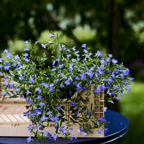 Image of Lobelia erinus