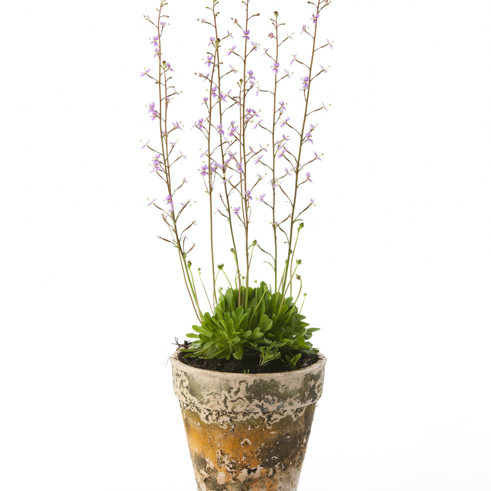 Stylidium debile