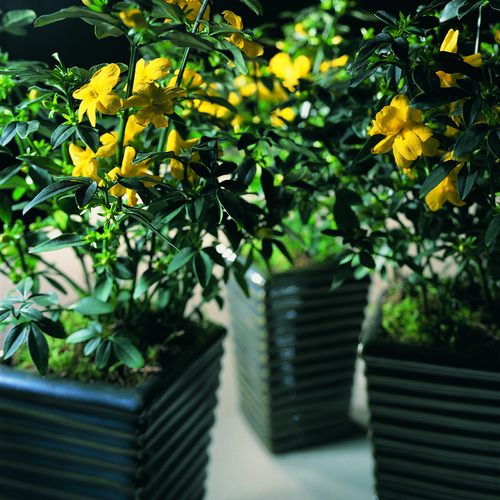 Jasminum Oleaceae (10731)