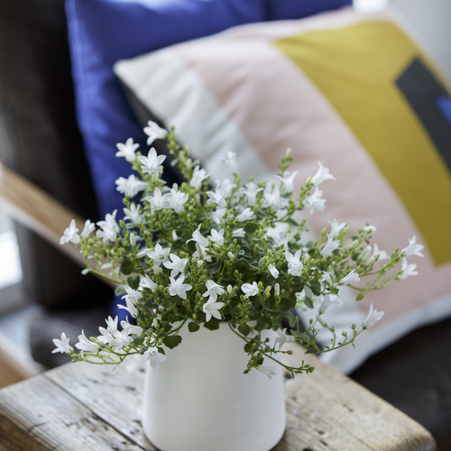 Image of Campanula persicifolia