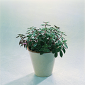 869f_peperomia_galioides.tif