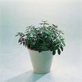Image of Peperomia galioides