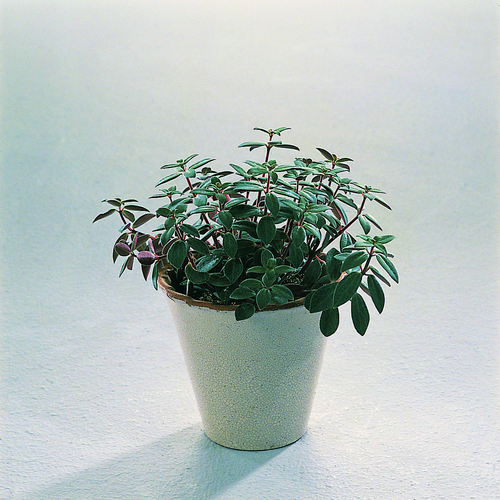 Image of Peperomia galioides
