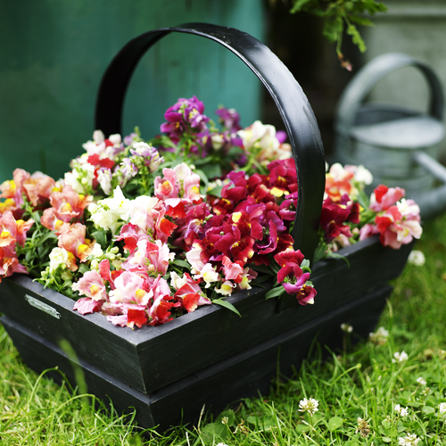 Image of Antirrhinum majus