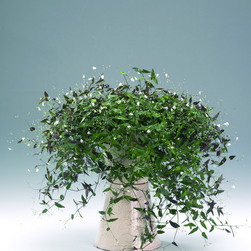 Image of Tradescantia geniculata