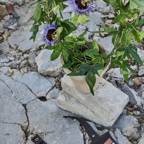Passiflora Passifloraceae (440628)