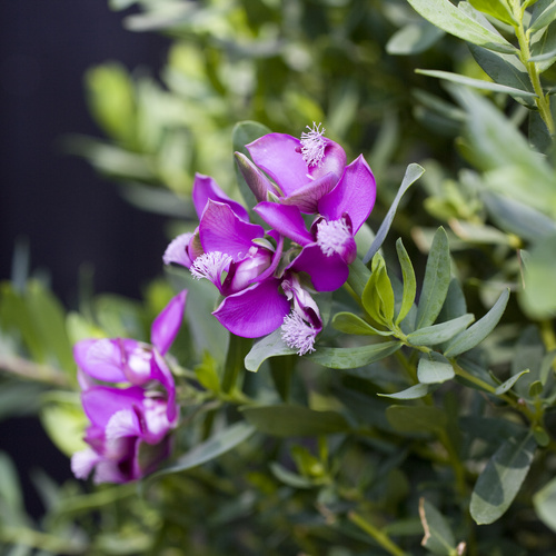 Polygala Polygalaceae (12889)
