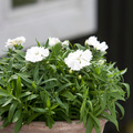 Image of Dianthus chinensis