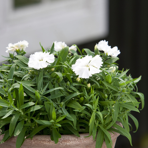 Dianthus Caryophylaceae (8706)