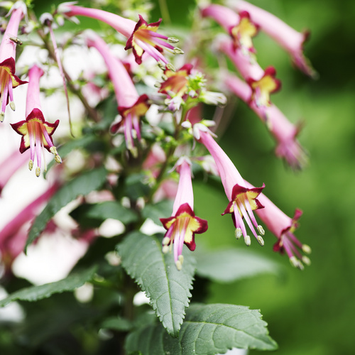 Phygelius Scrophulariaceae (12786)