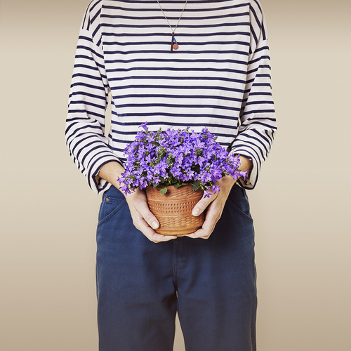 Campanula Campanulaceae (293035)