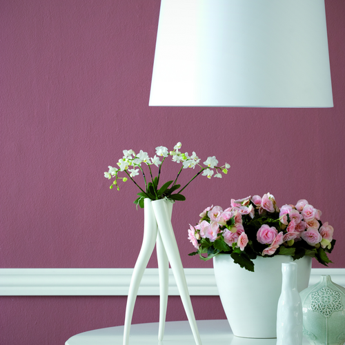 fd 50 begonia phalaen Begonia Begoniaceae (6984)