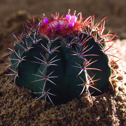Melocactus Cactaceae (11614)