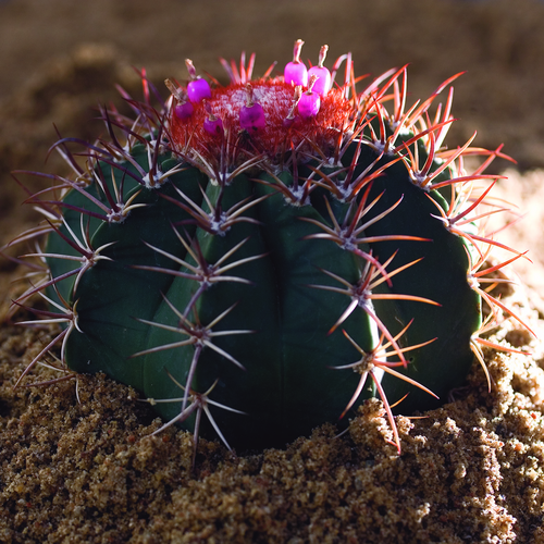Image of Melocactus azureus