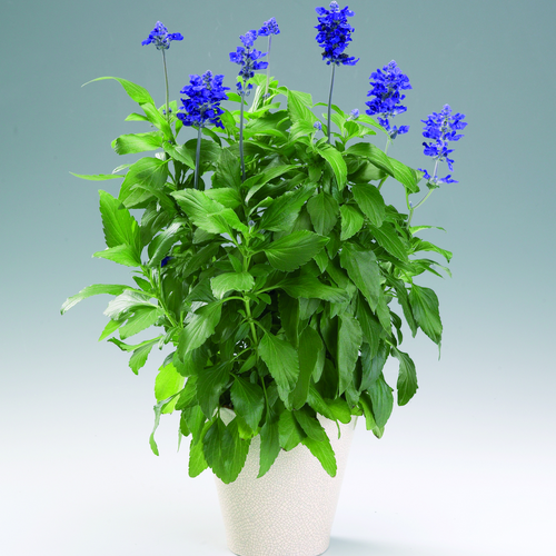 Salvia Labiatae (14236)