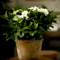 Image of Gardenia jasminoides