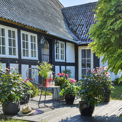Image of Hydrangea macrophylla