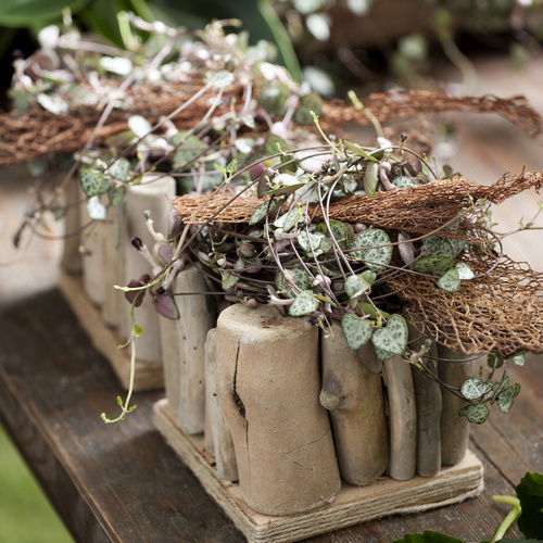 Image of Ceropegia woodii