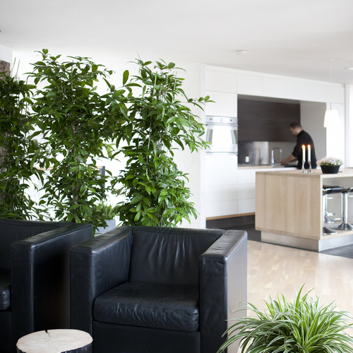 Image of Dracaena surculosa