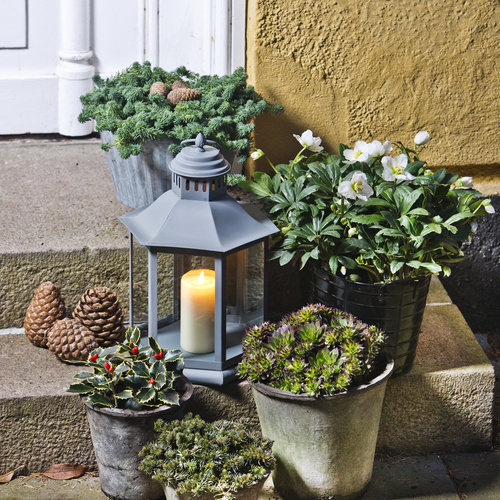 Image of Ilex aquifolium