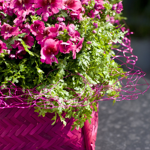 20100519WF9R8737 Image of Schizanthus x wisetonensis