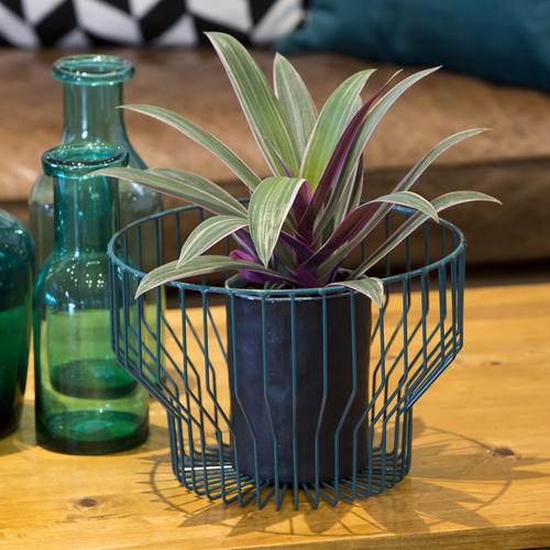 Image of Rhoeo spathacea