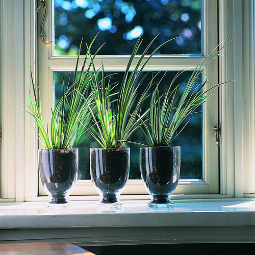 Acorus Araceae (6252)