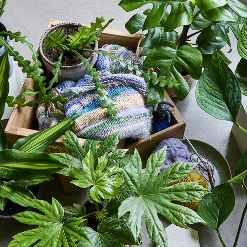 Image of Monstera minima