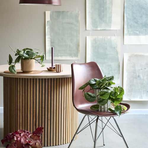 Heuchera Saxifragaceae (442033)